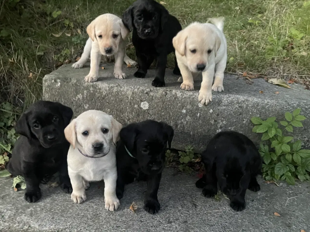 Billede 1 - TOP JAGT & Familie hunde 