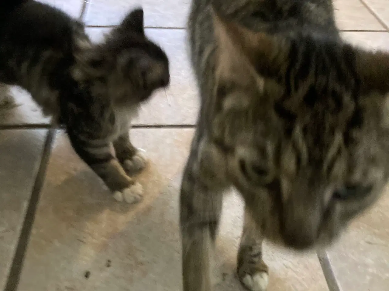 Billede 2 - Dejlig hun kattekilling .