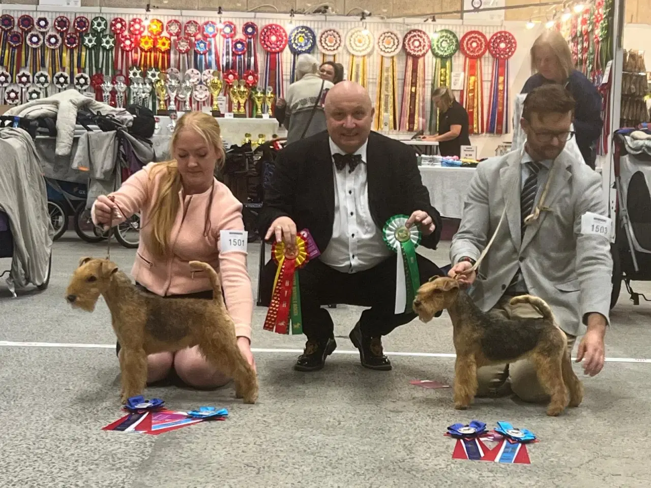 Billede 7 - Lakeland Terrier 