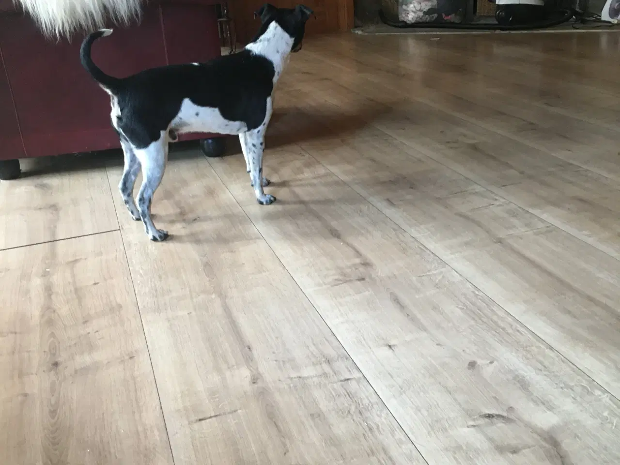 Billede 13 - Dansk svensk gårdhund hvalpe
