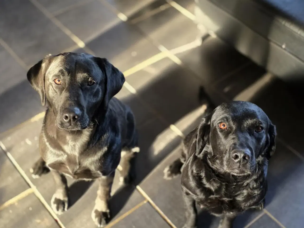Billede 5 - Labrador Formel 1
