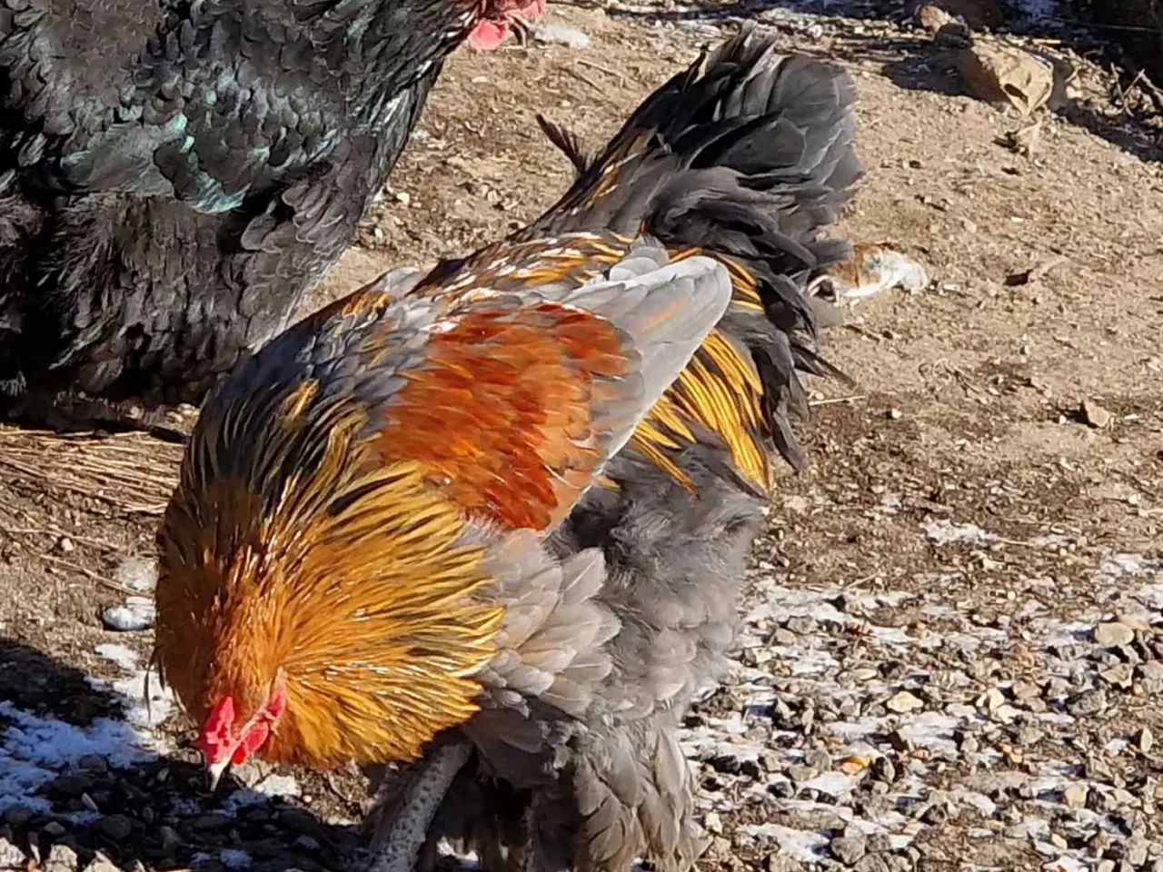 Billede 2 - Hane 6 mdr.  Mor er Maran. Far et Brahma.