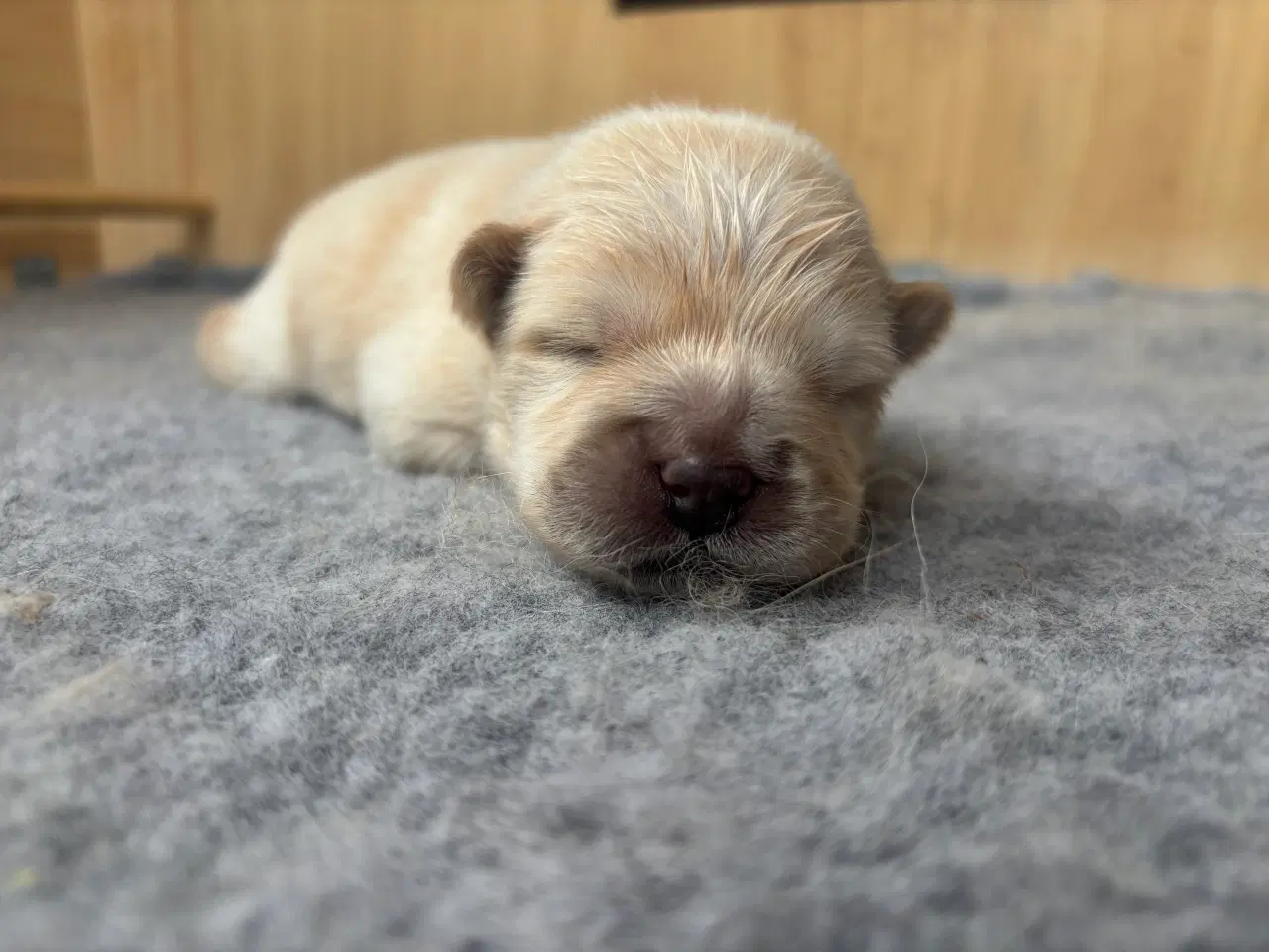Billede 3 - Chow Chow Hvalpe