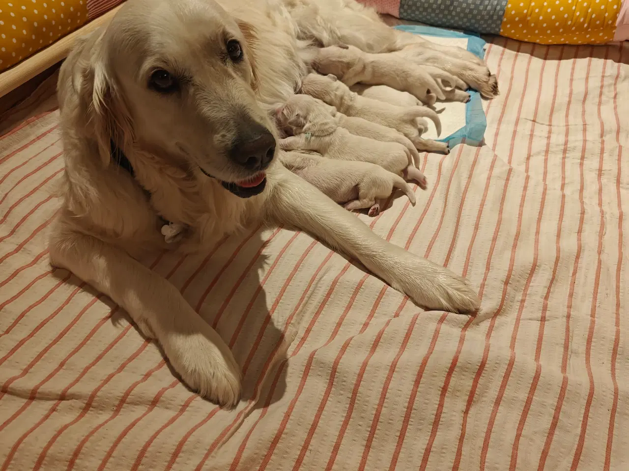 Billede 2 - Golden Retriever hvalpe