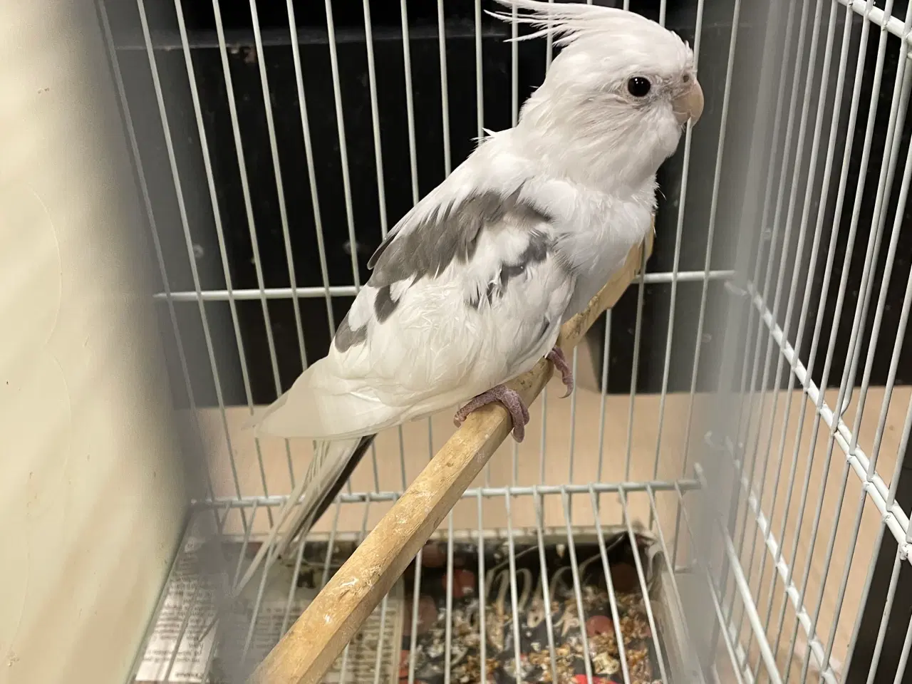 Billede 5 - Hvidhoved broget nymfer