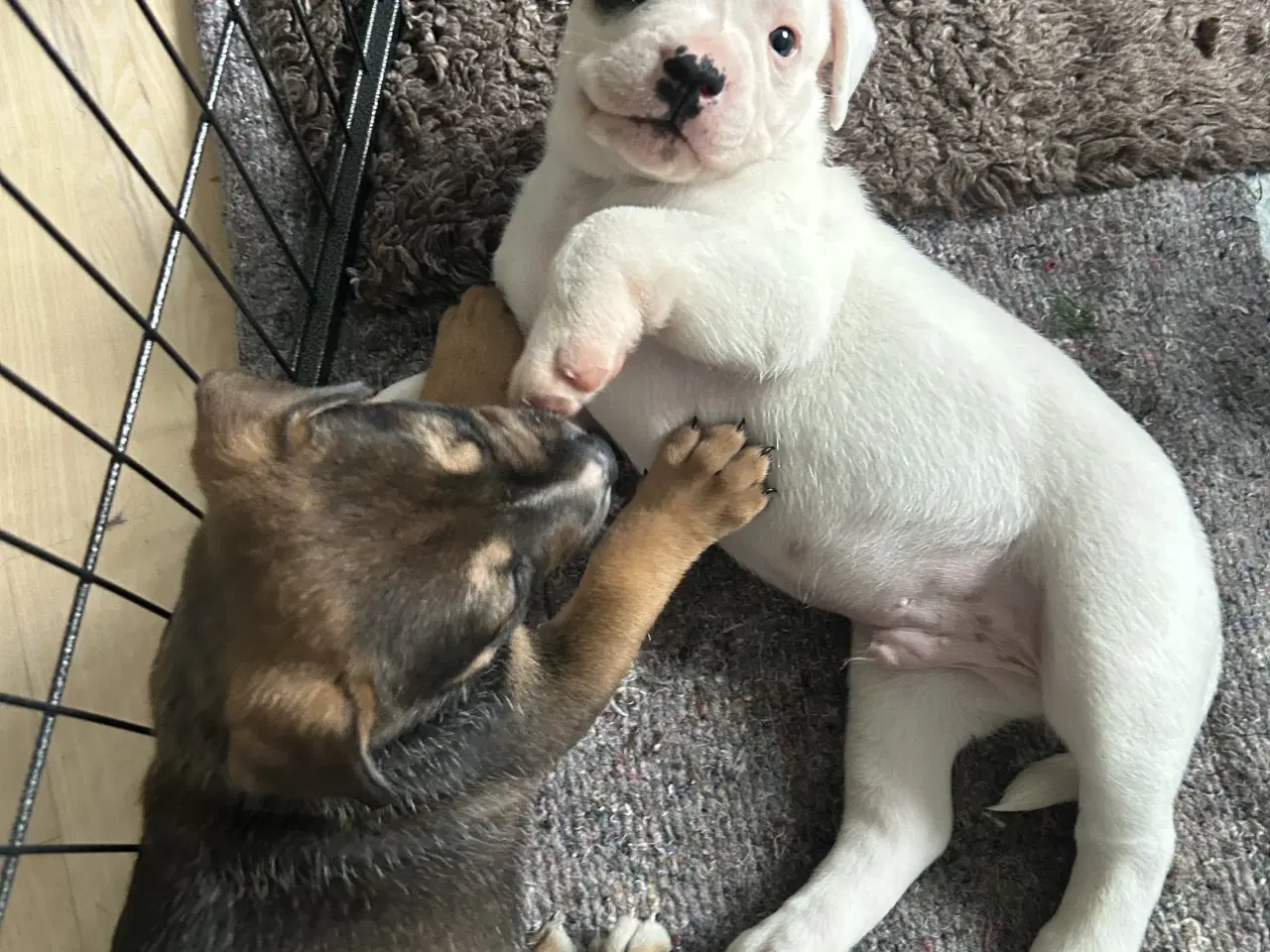 Billede 4 - Blandings hvalpe