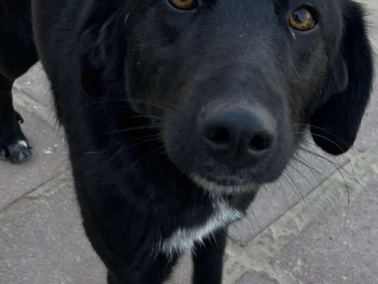Billede 2 - Lækre Berry søger 4ever familie💙