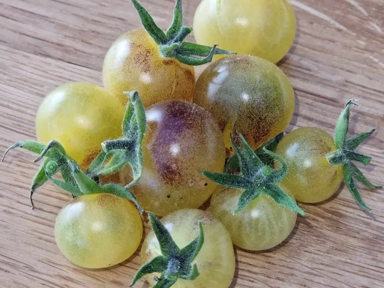 Billede 6 - 275 tomatsorter FRØ!!