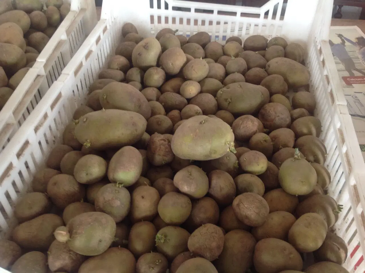 Billede 2 - Læggekartofler 6,5 kr pr. Kilo