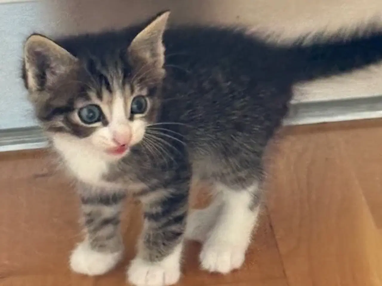 Billede 2 - Kattekillinger