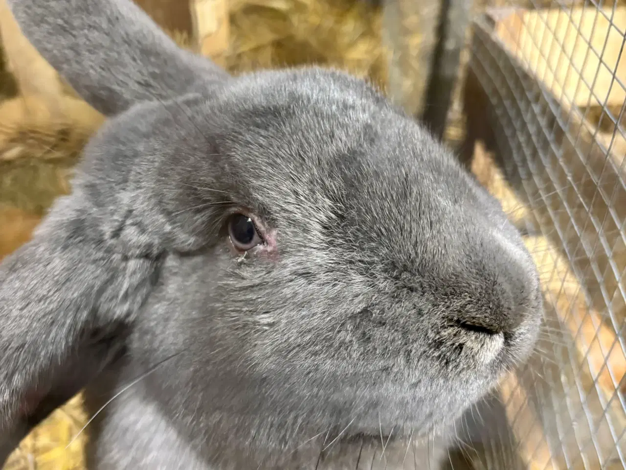 Billede 5 - Kaninunger mix af store racer