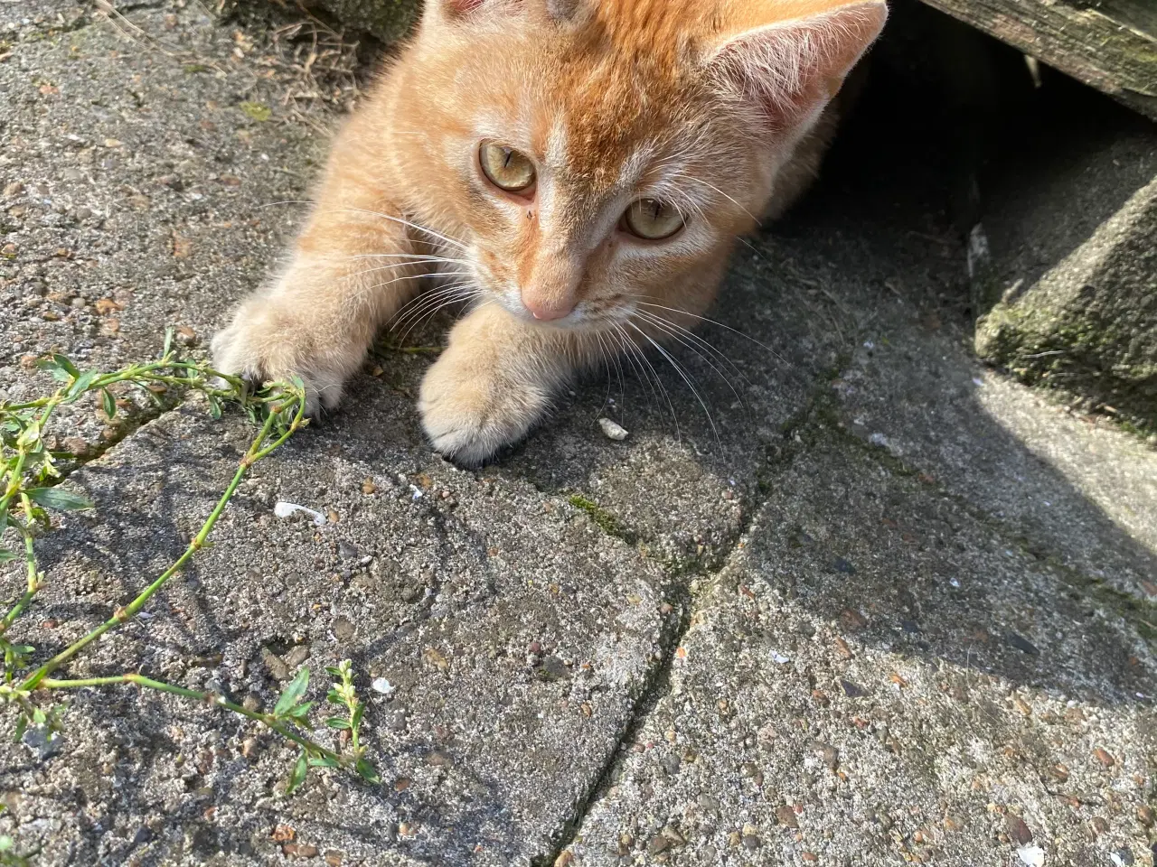 Billede 7 - Røde kattekillinger