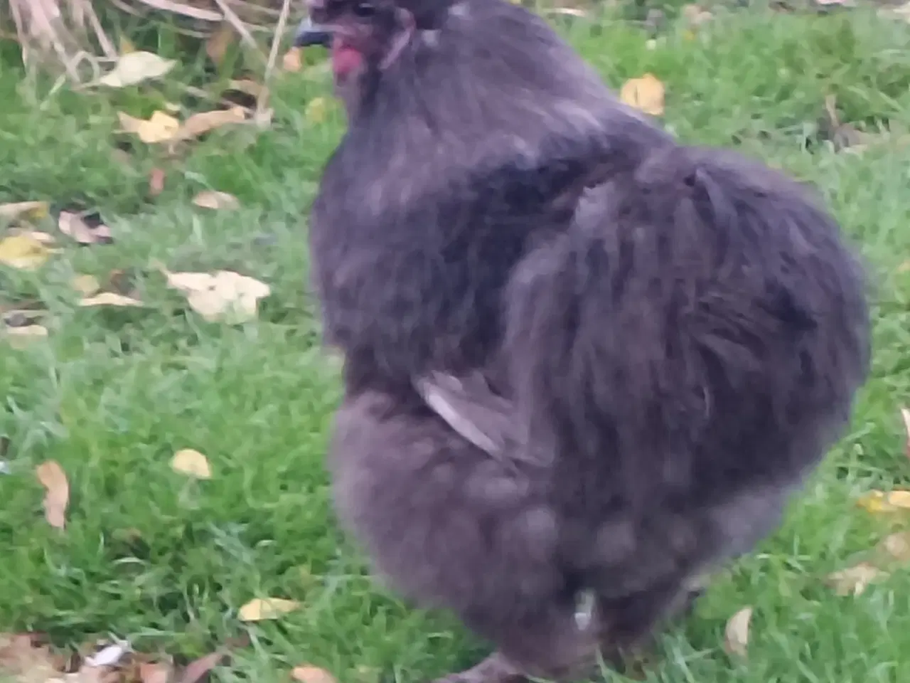 Billede 2 - Brahma og Us silke haner