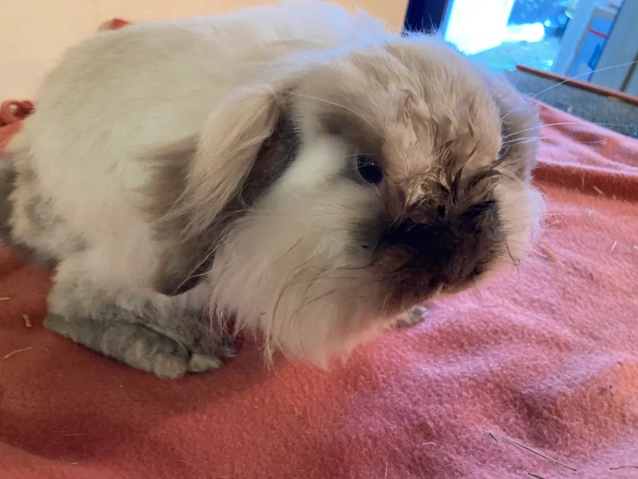 Billede 1 - Smuk Lionlop søger nyt hjem