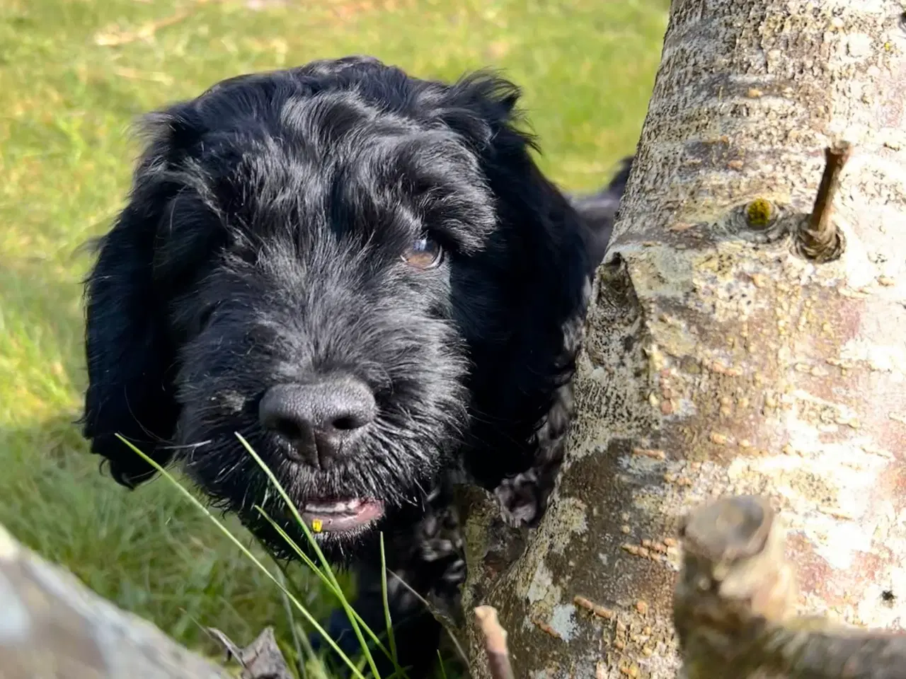 Billede 5 - Cockapoo F1, Cockerpoo, Doodle