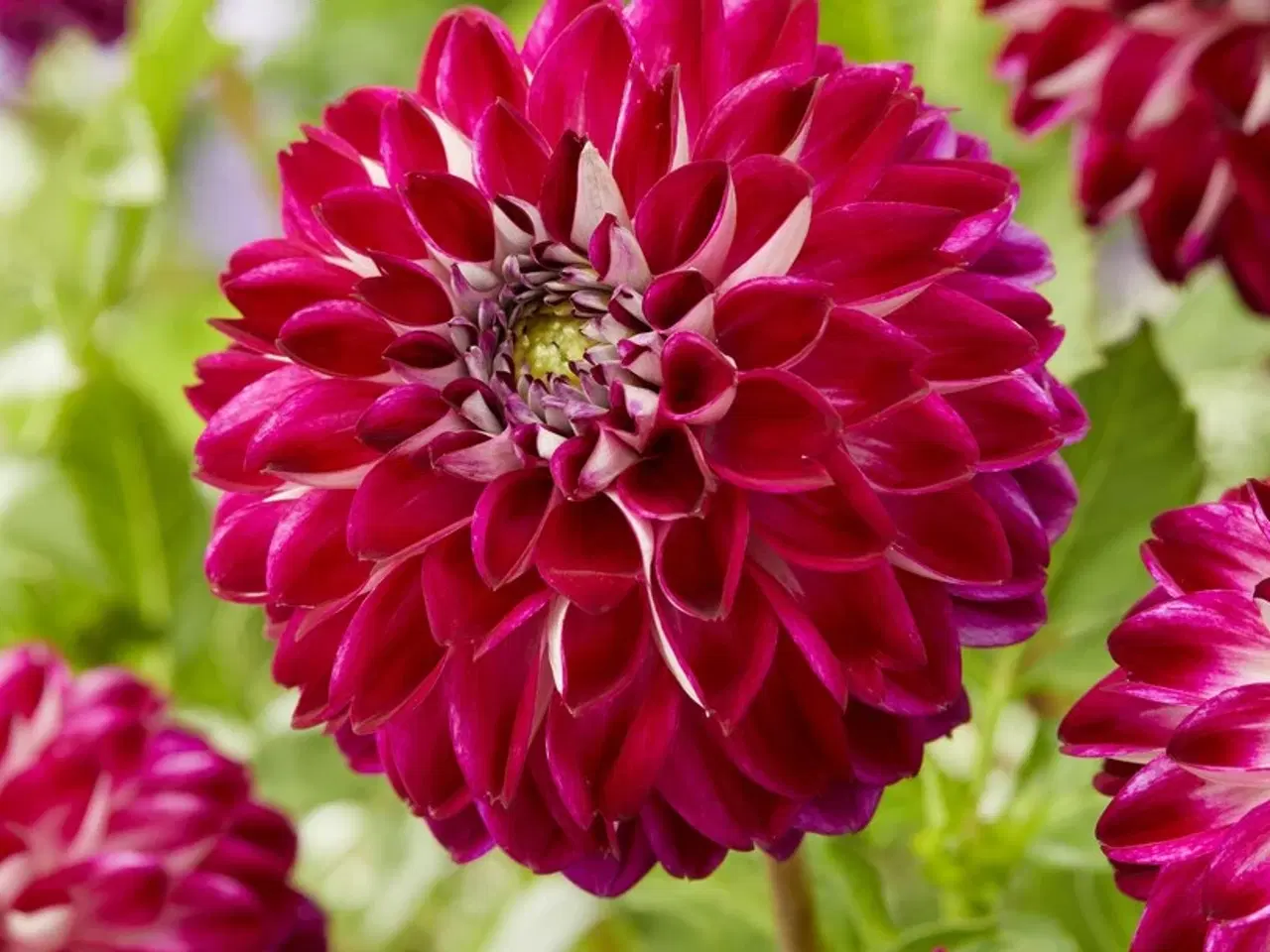 Billede 12 - Dahlia - Stort udvalg af dahlia på Restsalg
