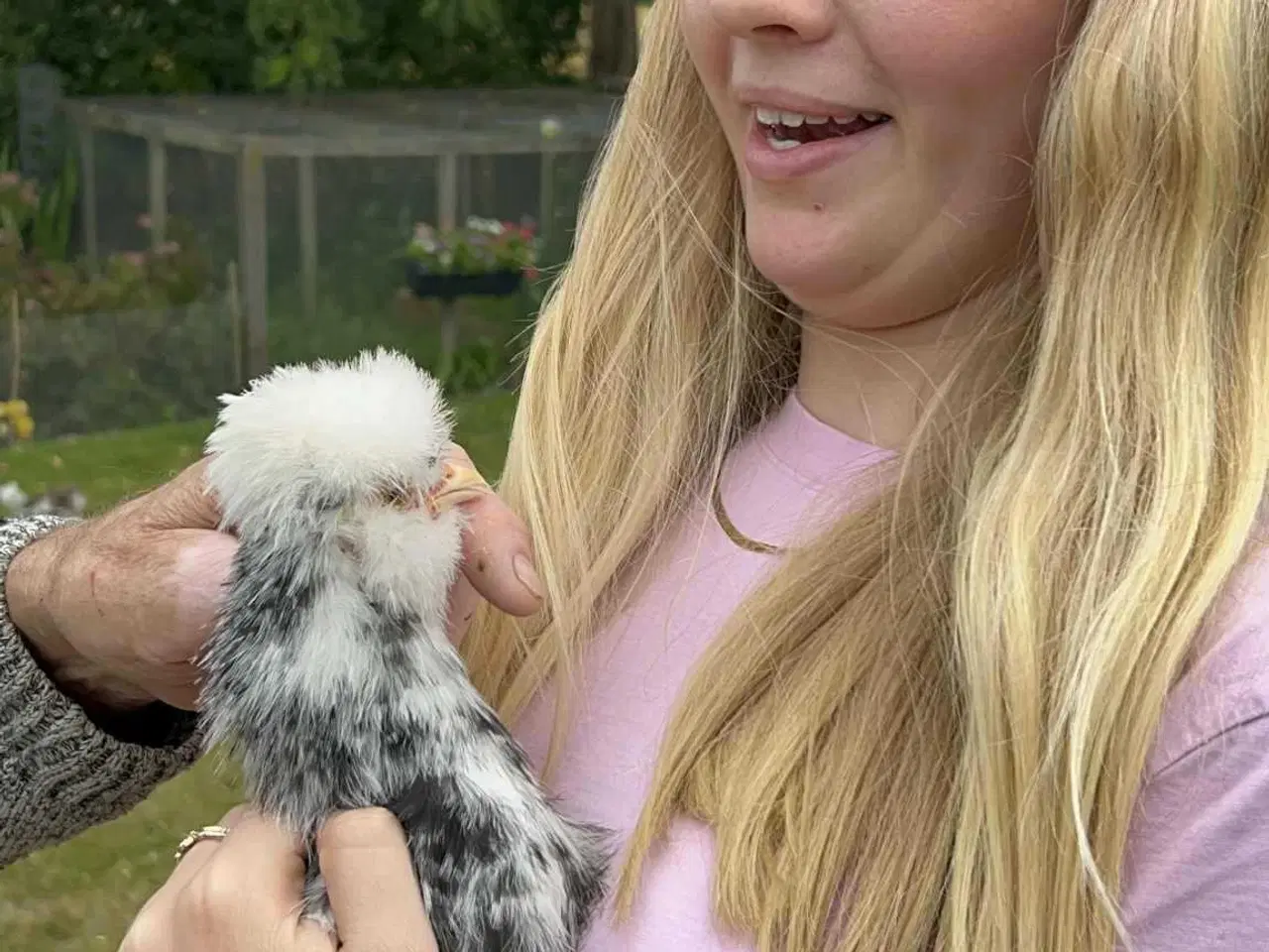 Billede 3 - Amerikanske Silkekyllinger 