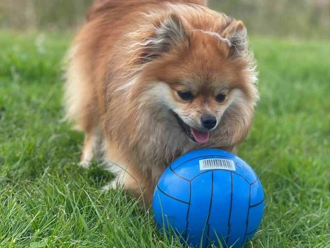 Billede 7 - POMERANIAN HUNDEHVALPE