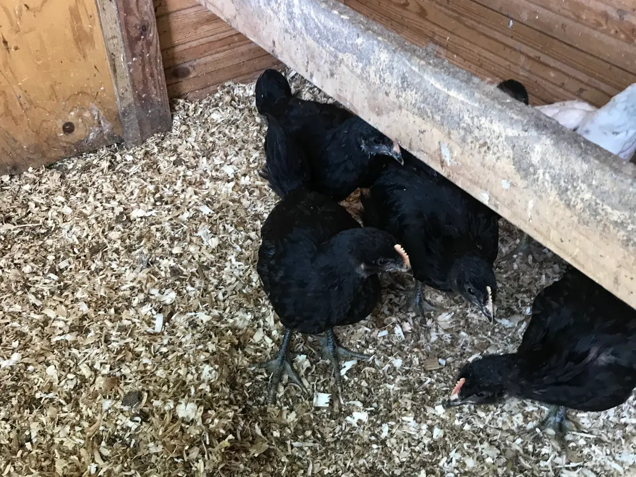 Billede 4 - Hønsehus