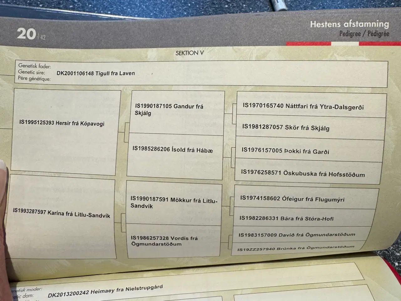 Billede 7 - Islænder