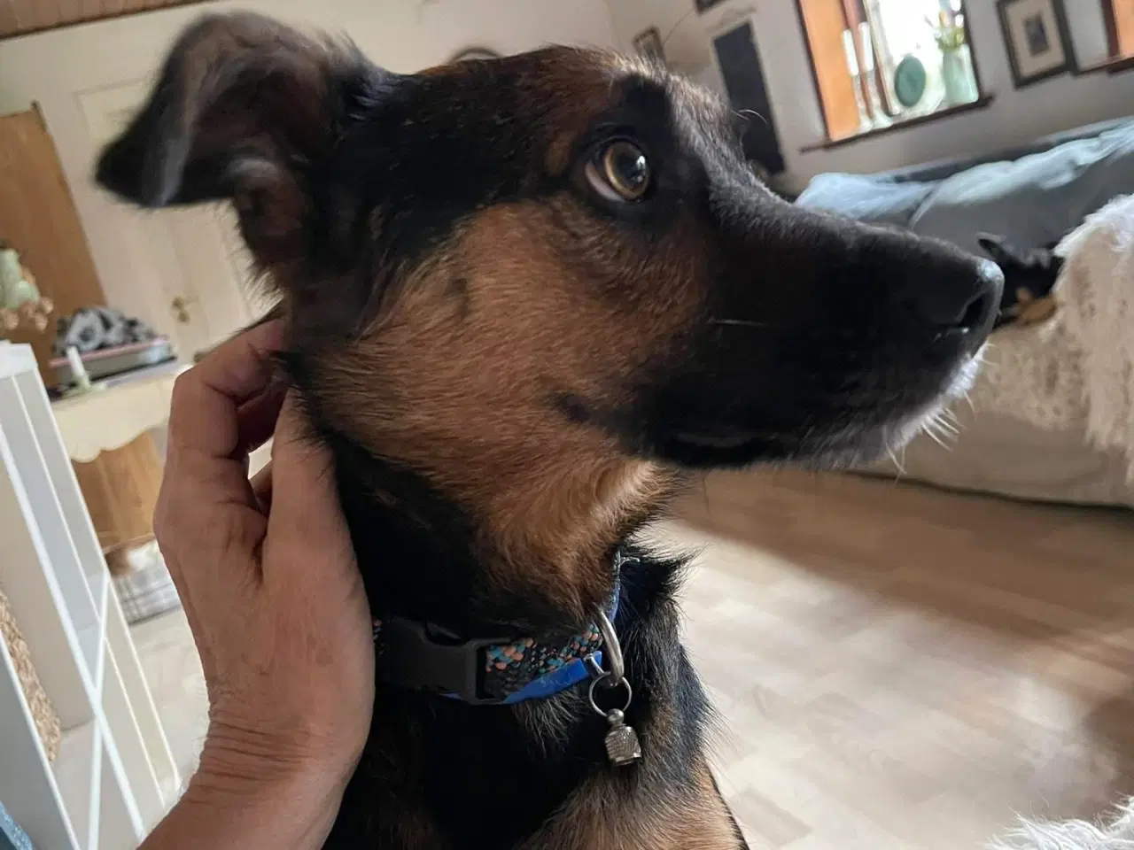 Billede 5 - ⭐️ Dejligste Ares søger sit 4-ever hjem ⭐️🏡🥰