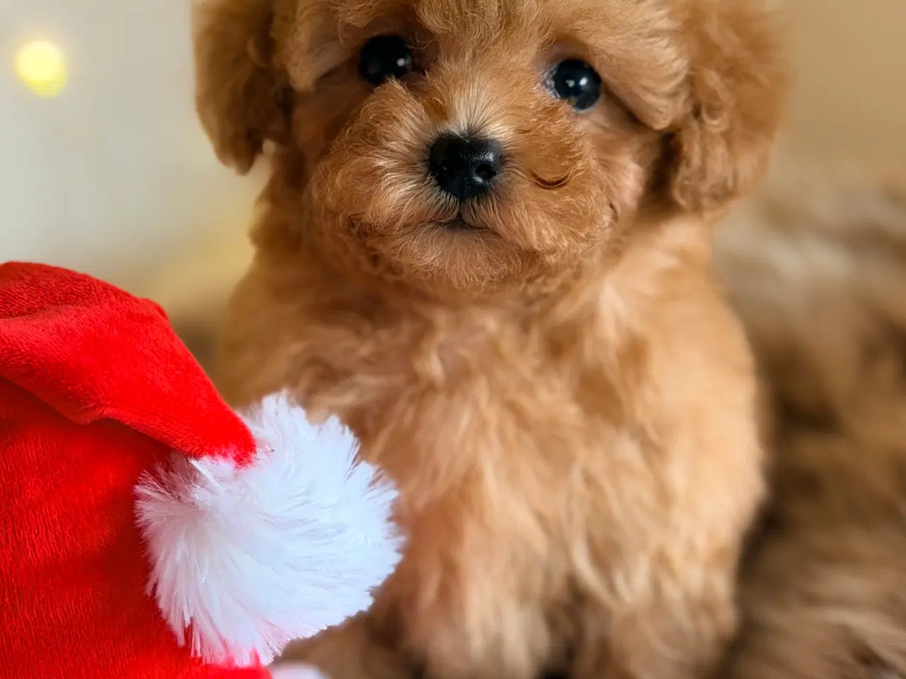 Billede 5 - Maltipoo F1B dreng