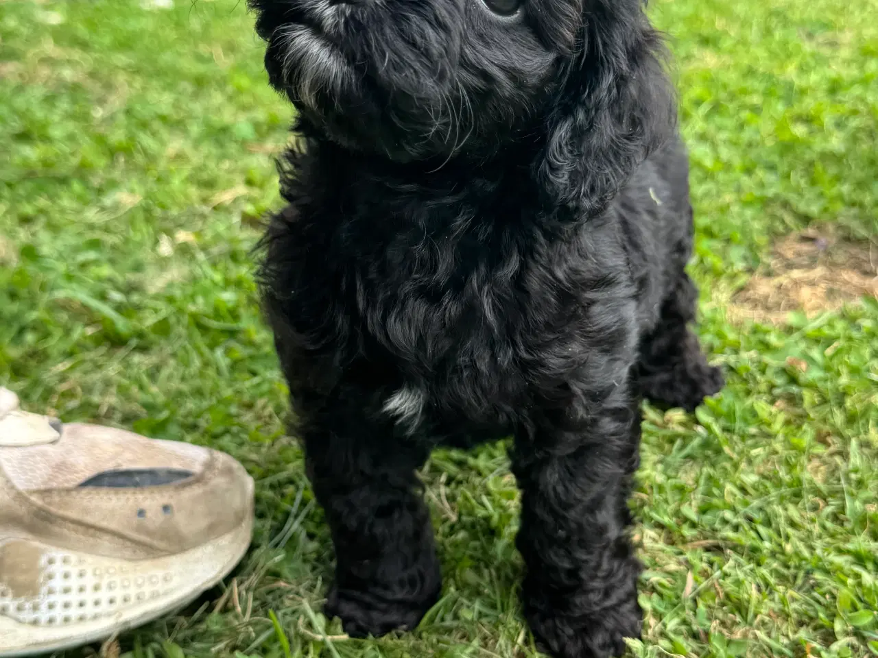 Billede 7 - Skønne Amerikansk cockapoo