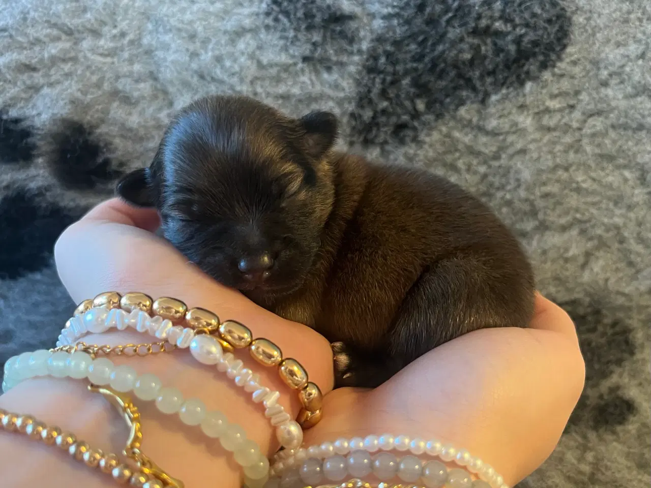 Billede 8 - Skønne Mittelspitz hvalpe søger nyt hjem