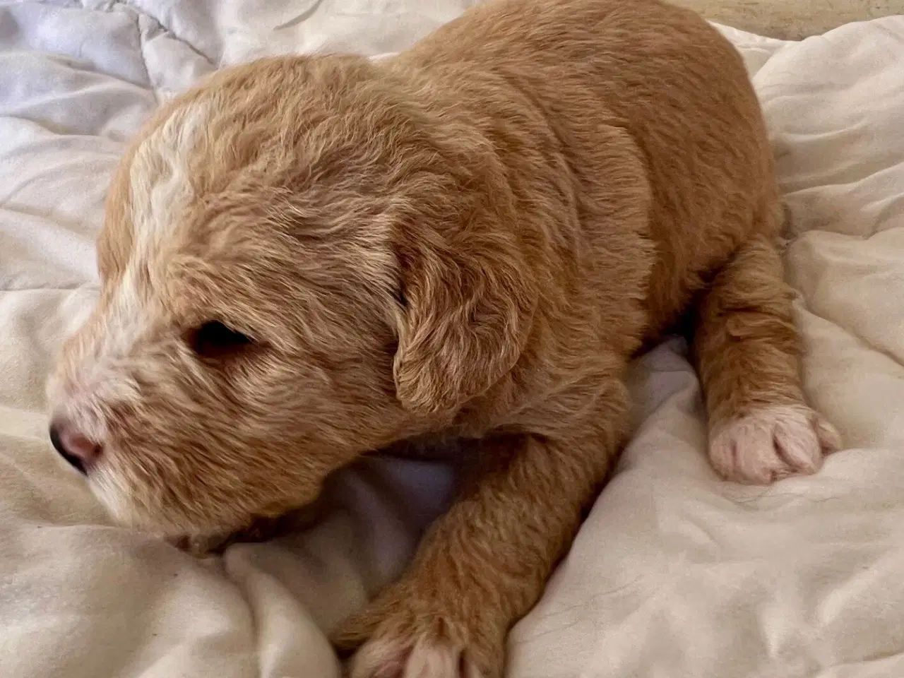 Billede 12 - Super skønne sociale Lagotto blandinger