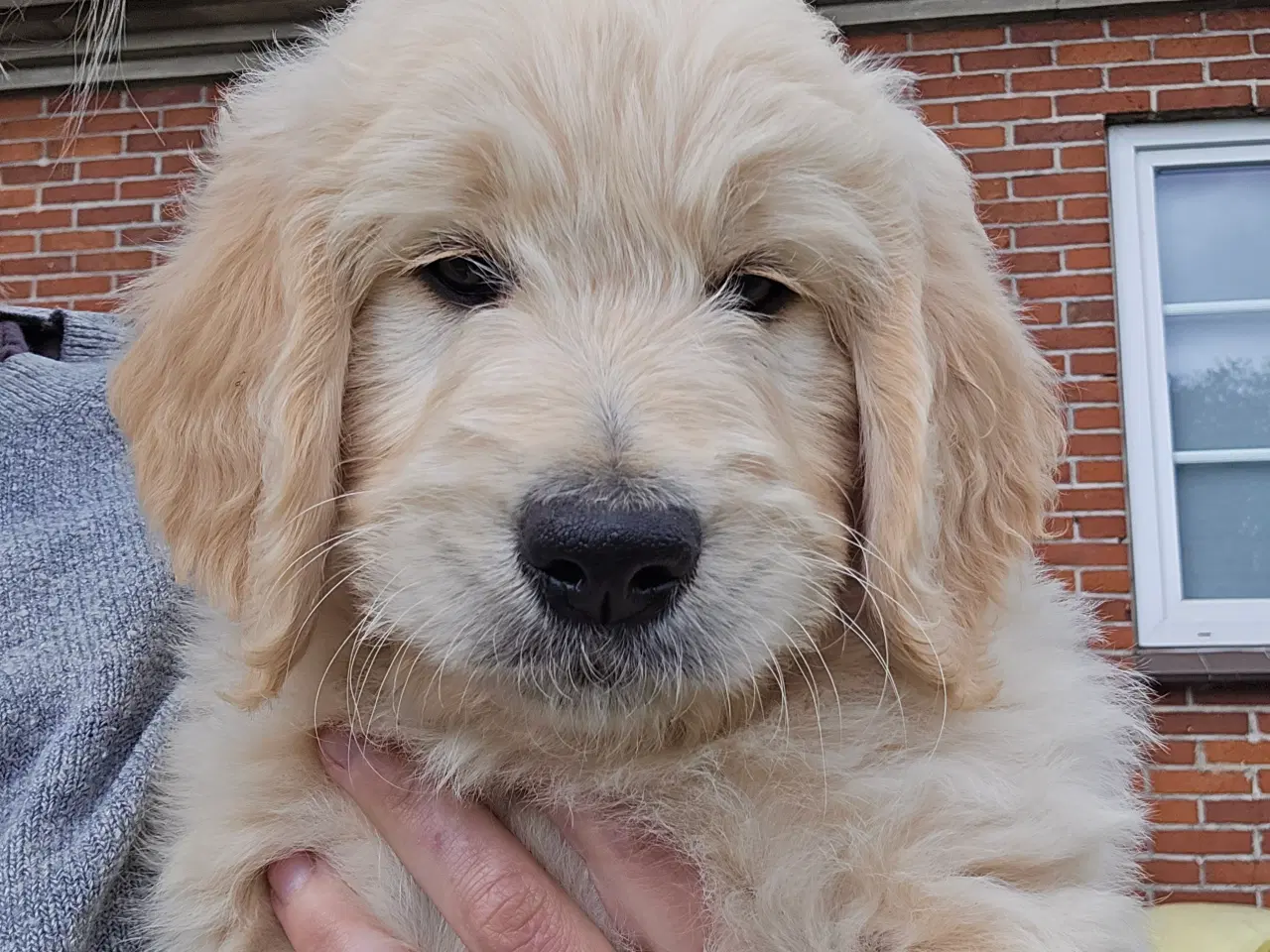 Billede 8 - Goldendoodle han