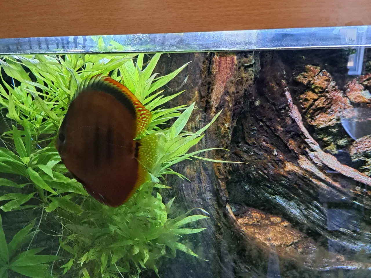 Billede 2 - Juwel Akvarium 450 L