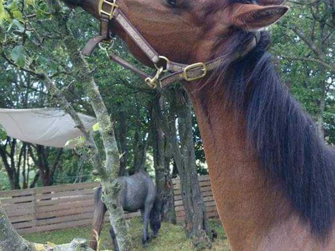 Billede 1 - Søger hest