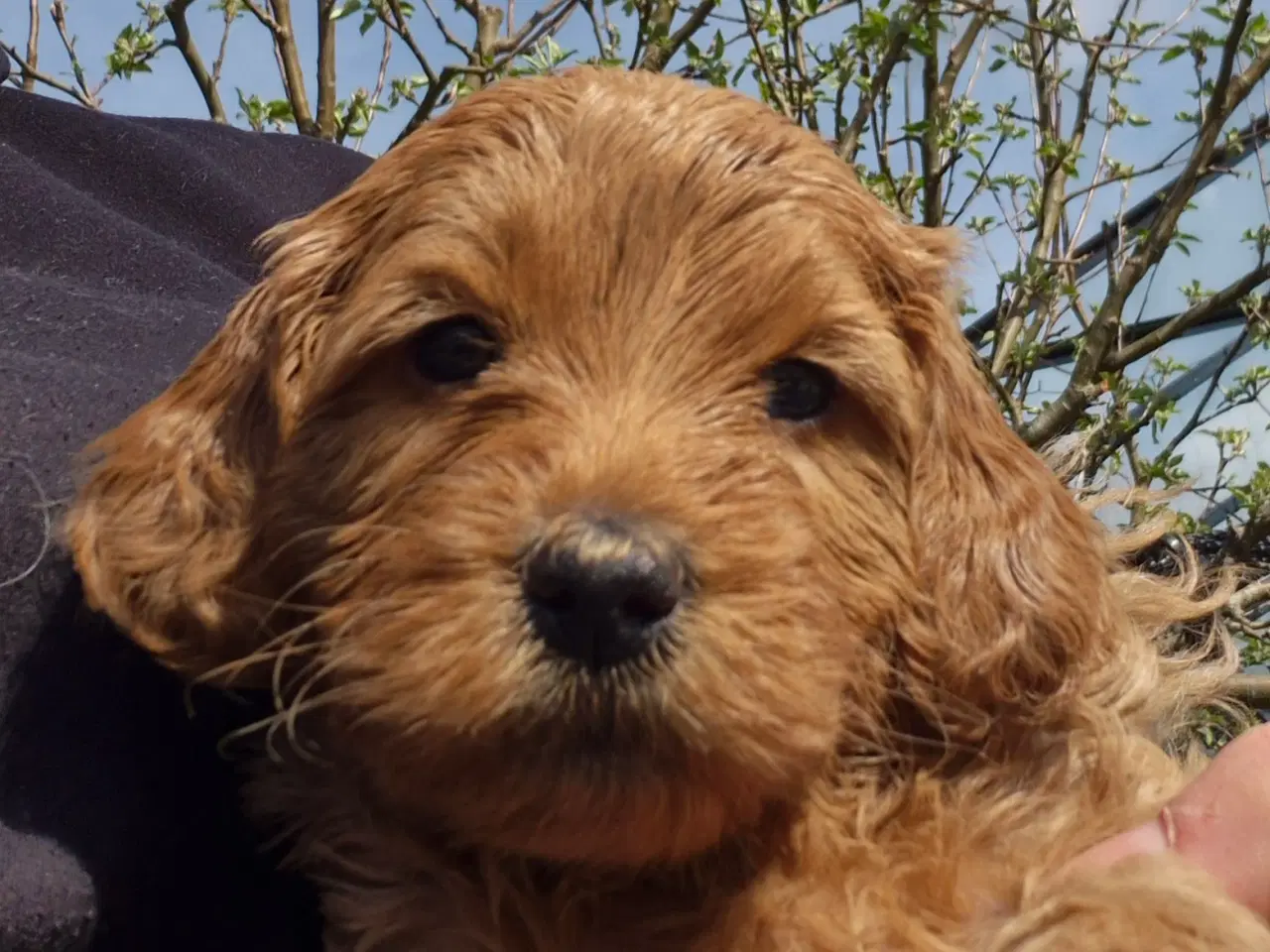 Billede 11 - Goldendoodle  hvalpe - 14-21 kg