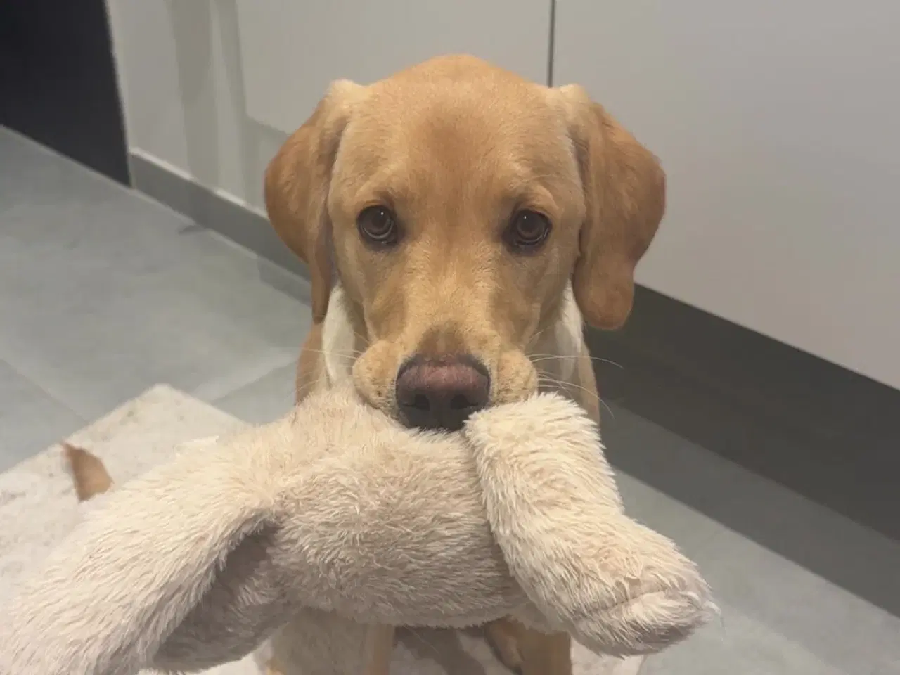 Billede 6 - Kærlig unghund søger nyt hjem