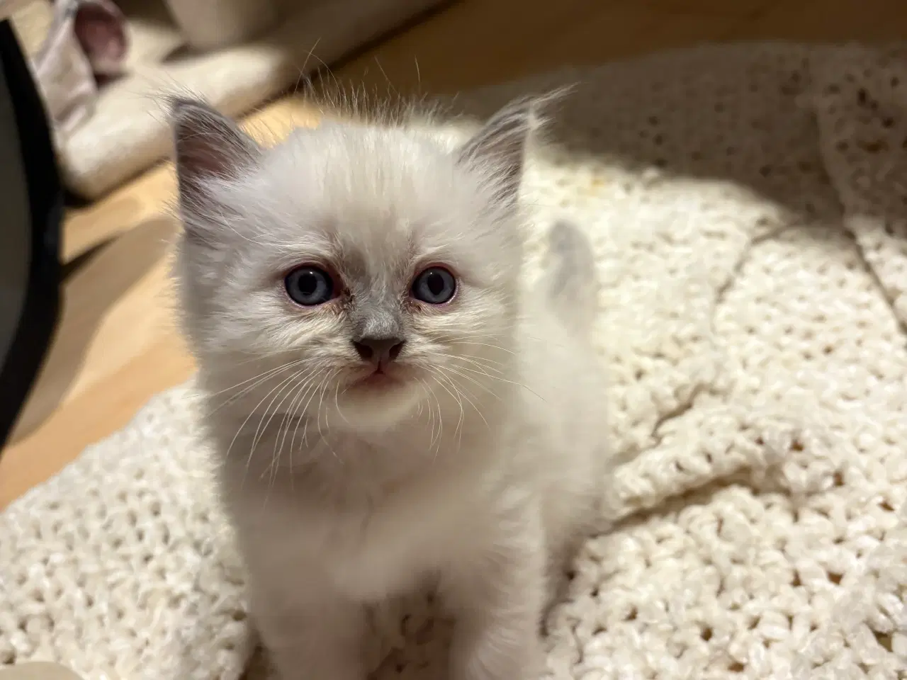 Billede 5 - De sødeste små killinger 🐾😻