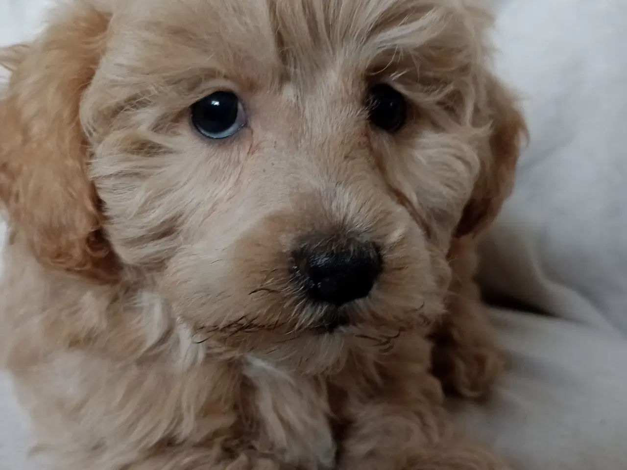 Billede 9 - Maltipoo hvalpe
