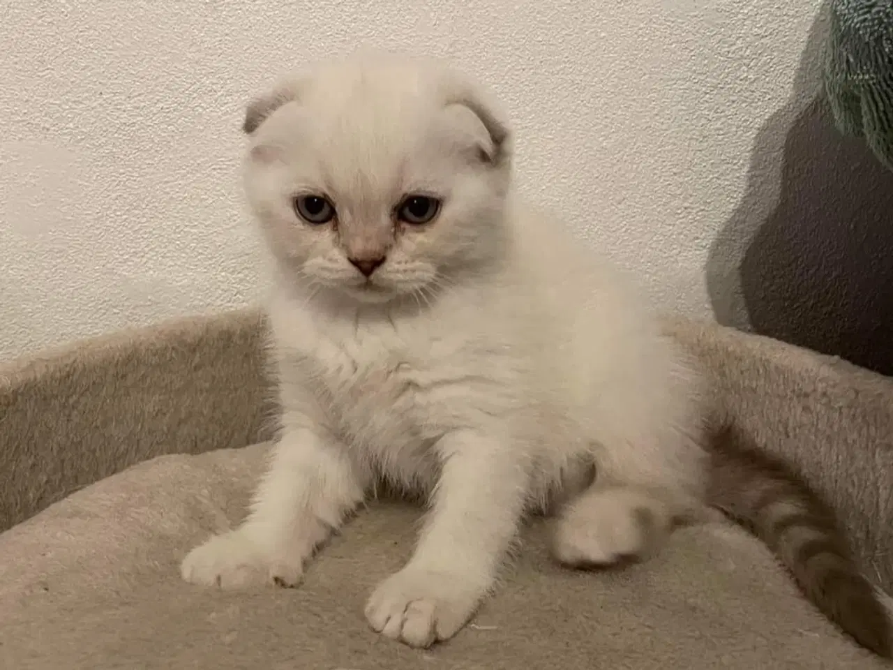 Billede 3 - Scottish fold lynx point 