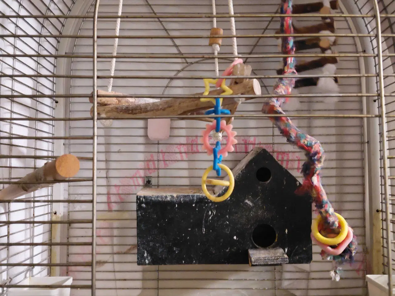 Billede 4 - Dværgpapegøje med bur