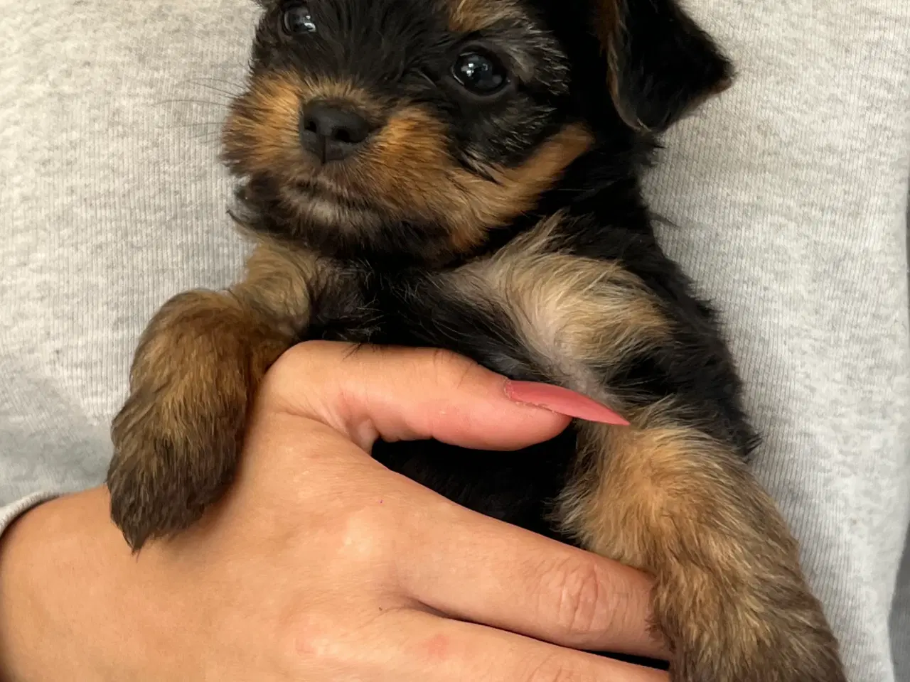 Billede 3 - Yorkshire terrier/Chihuahua