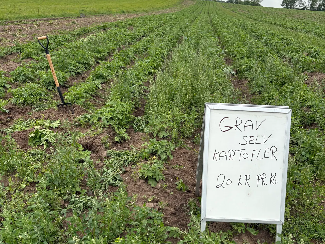 Billede 1 - Grav jeres egne kartofler op