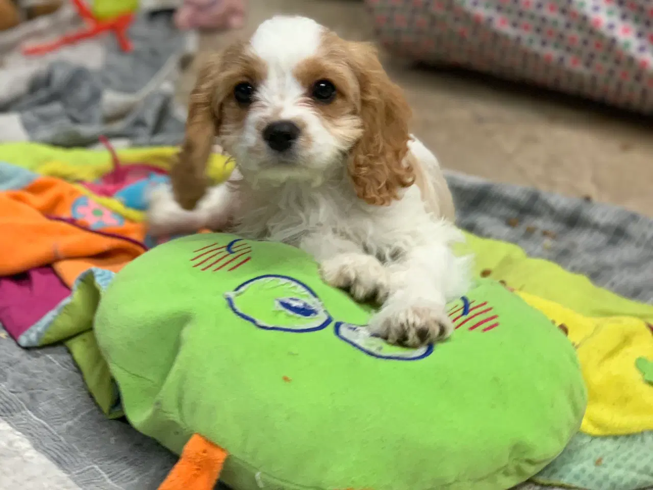 Billede 18 - Den yndigste cavapoo dreng er rejseklar 