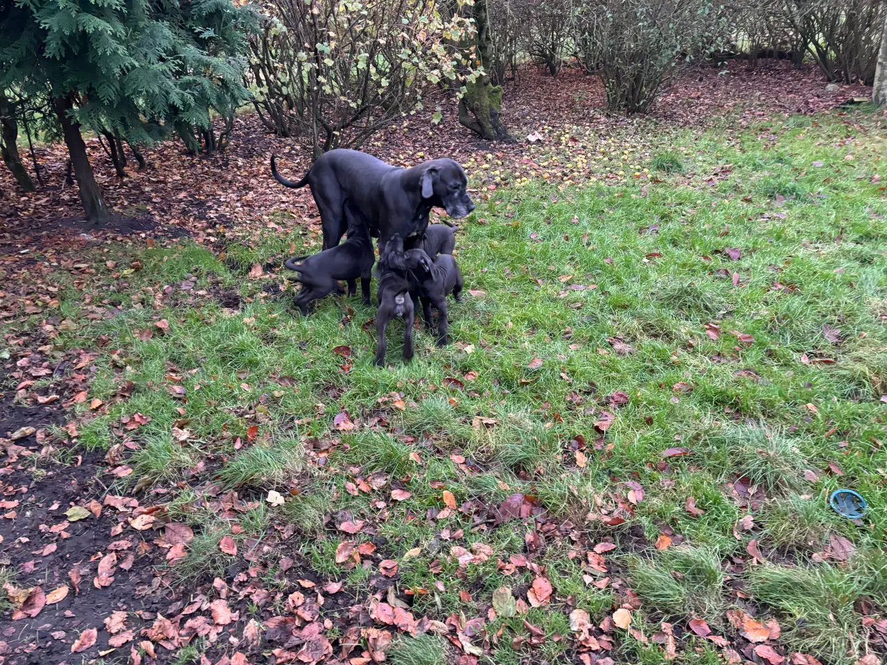 Billede 7 - Grand Danois hvalpe