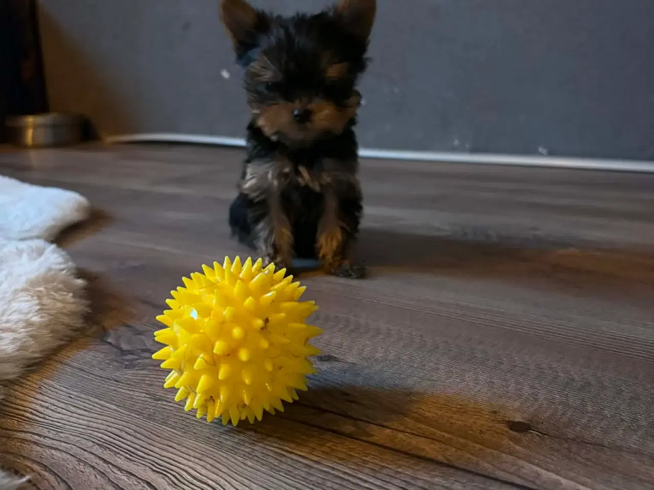 Billede 7 - Mini Yorkshire terrier girl