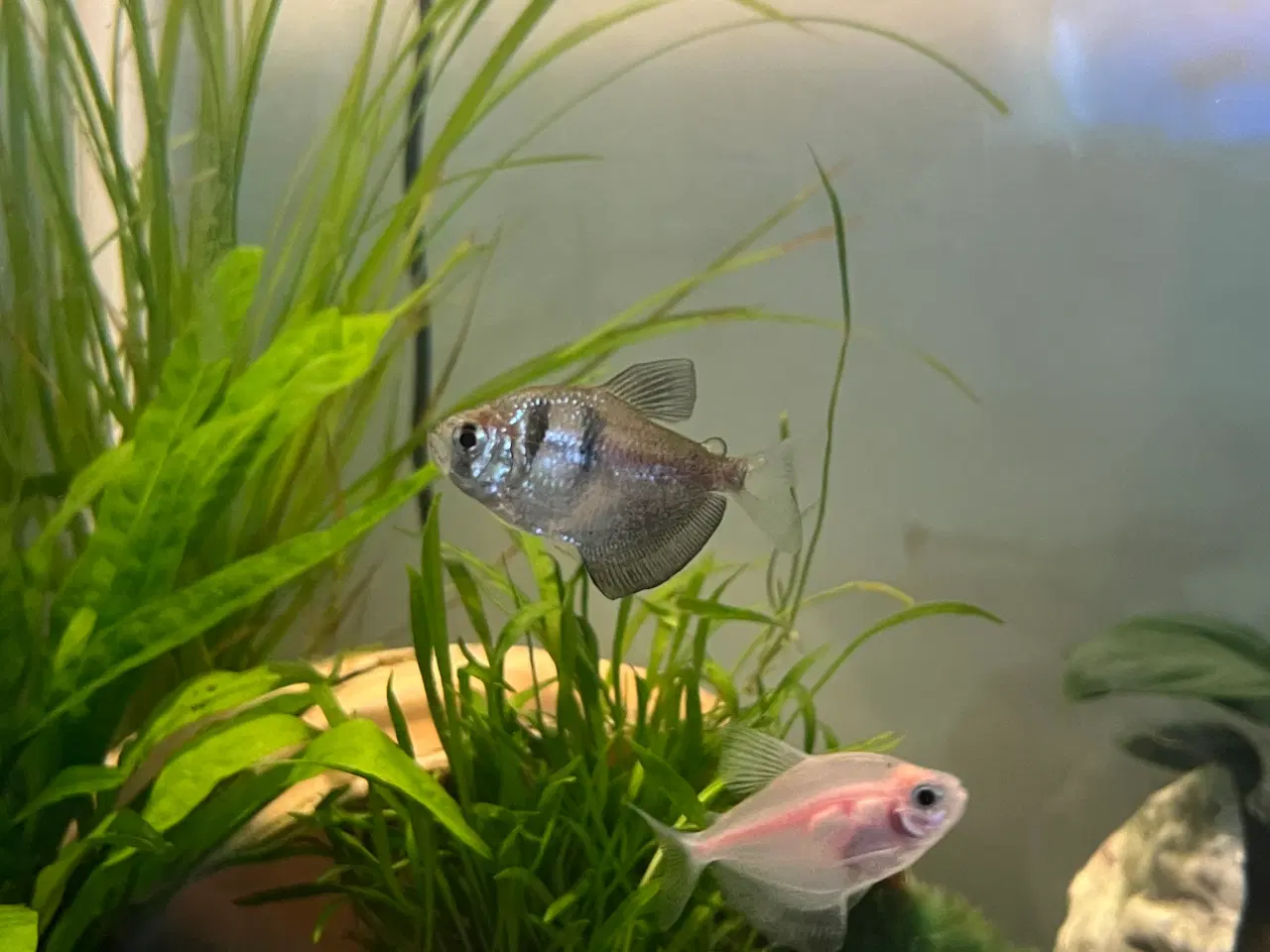 Billede 2 - Fisk tetra akvarie
