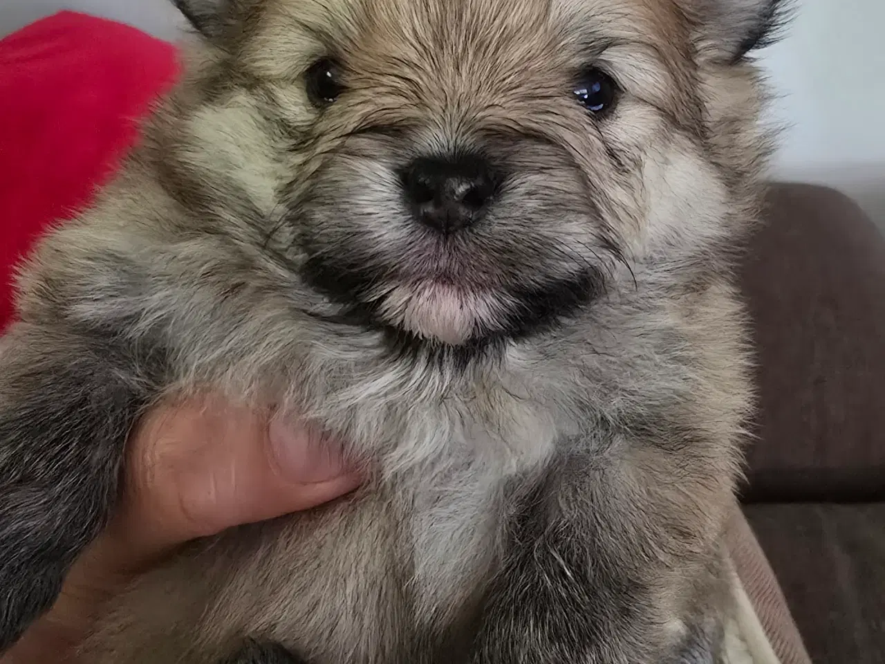Billede 4 - Pomeranian hvalpe , 4 søde drenge. 