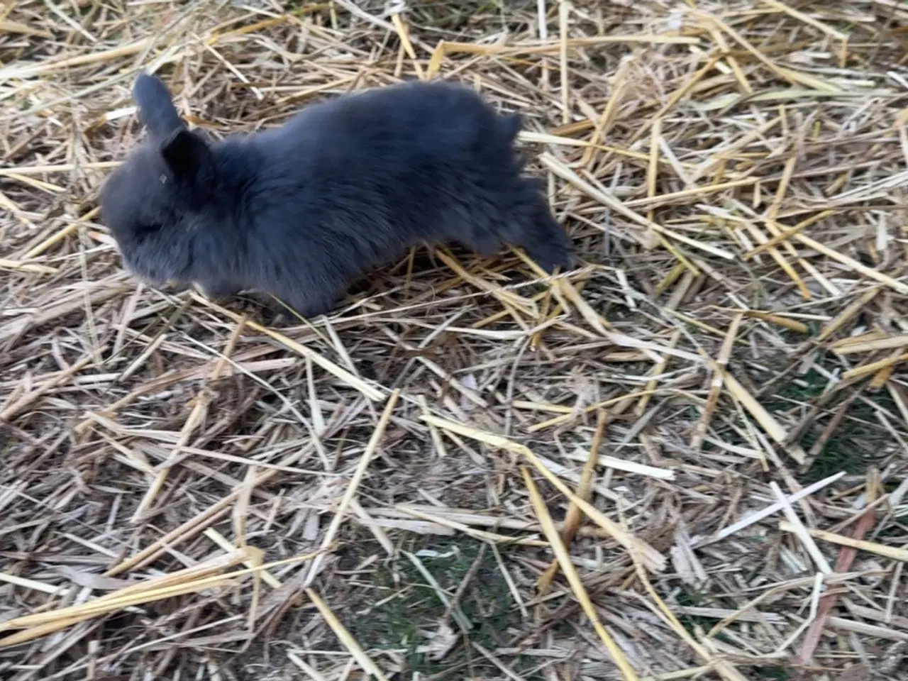 Billede 5 - Løvehoved kaniner 