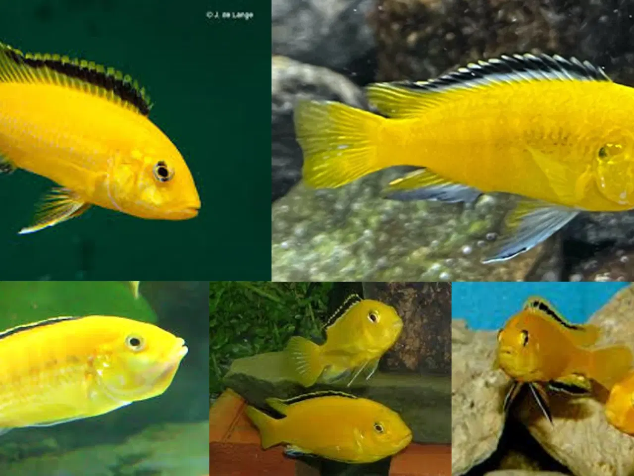 Billede 1 - Lab. Caeruleus F2 (Golden) Malawi fra Mbowe