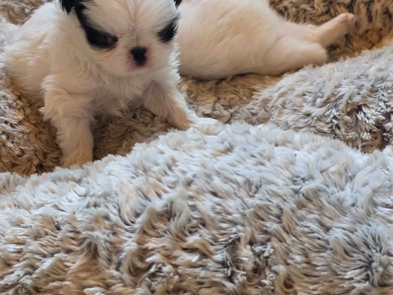 Billede 2 - Japanese chin hvalpe