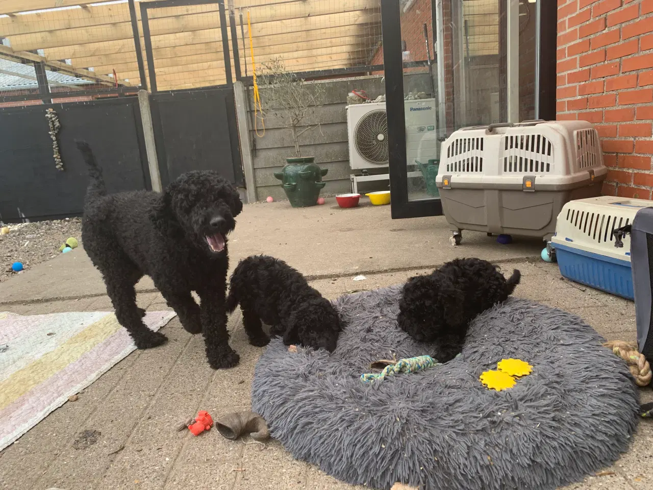 Billede 20 - Mini Golden Doodle F1B babyer 