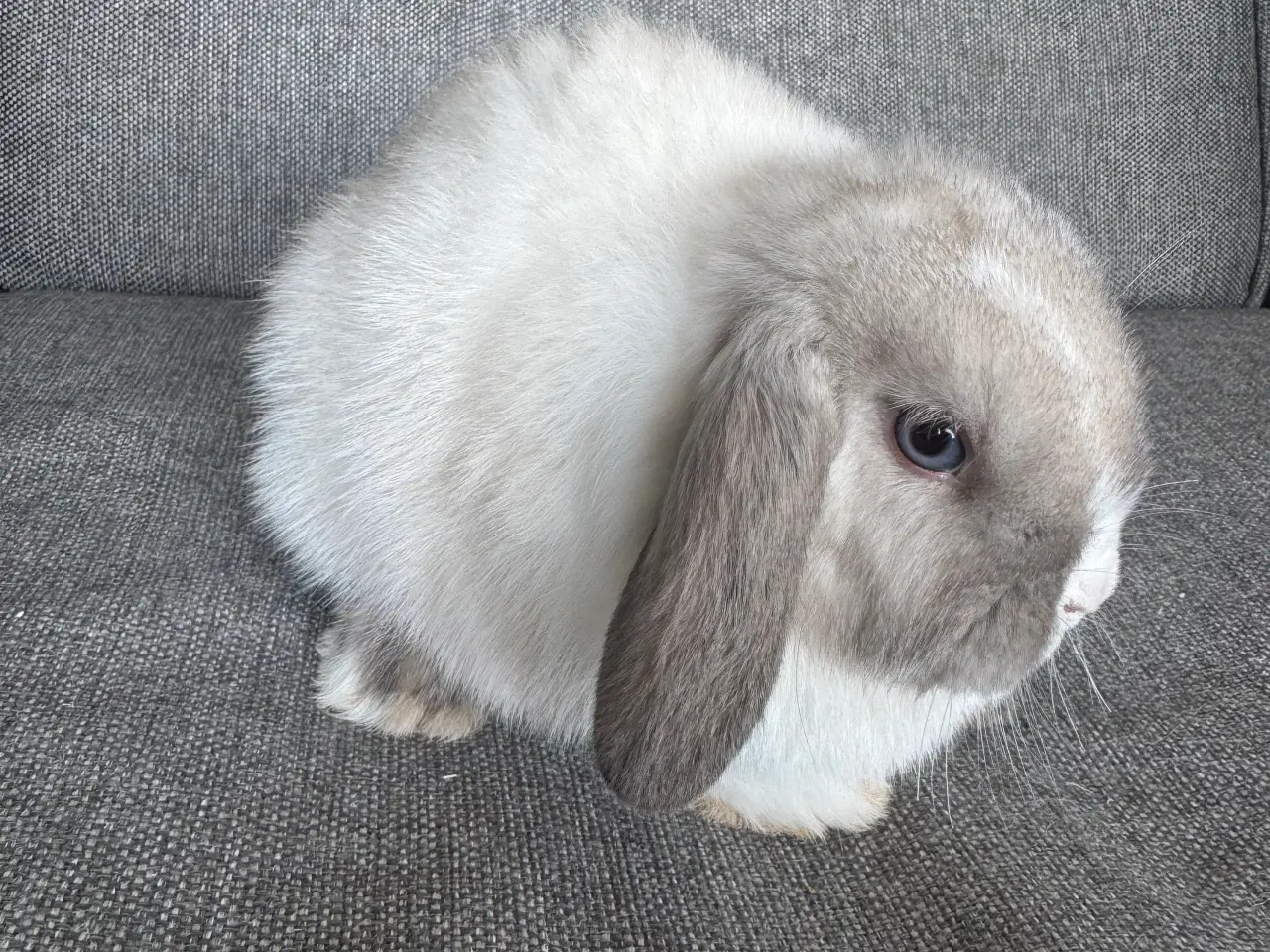 Billede 5 - Minilop unger